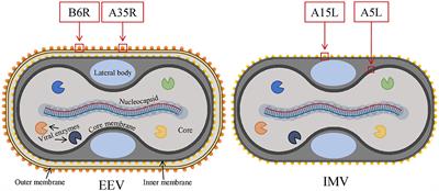 Design, evaluation, and immune simulation of potentially universal multi-epitope mpox vaccine candidate: focus on DNA vaccine